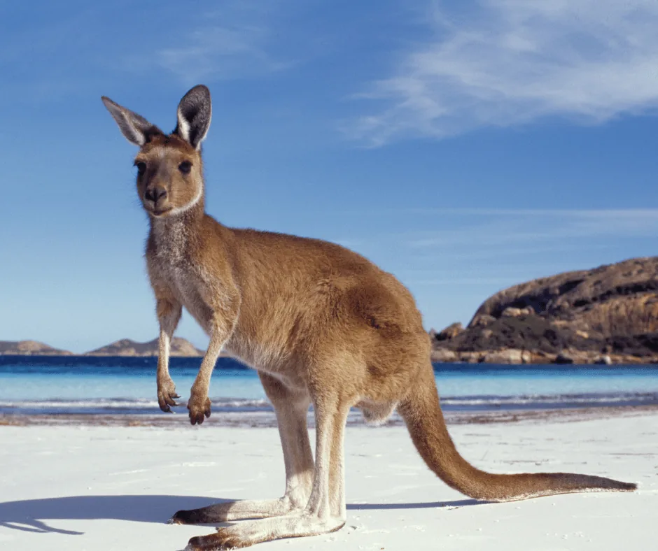 10 cuvinte din Australian English