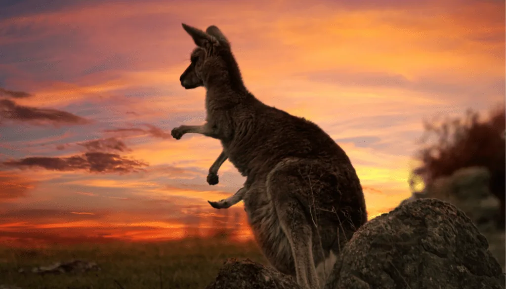 5 filme australiene pe Netflix în 2023