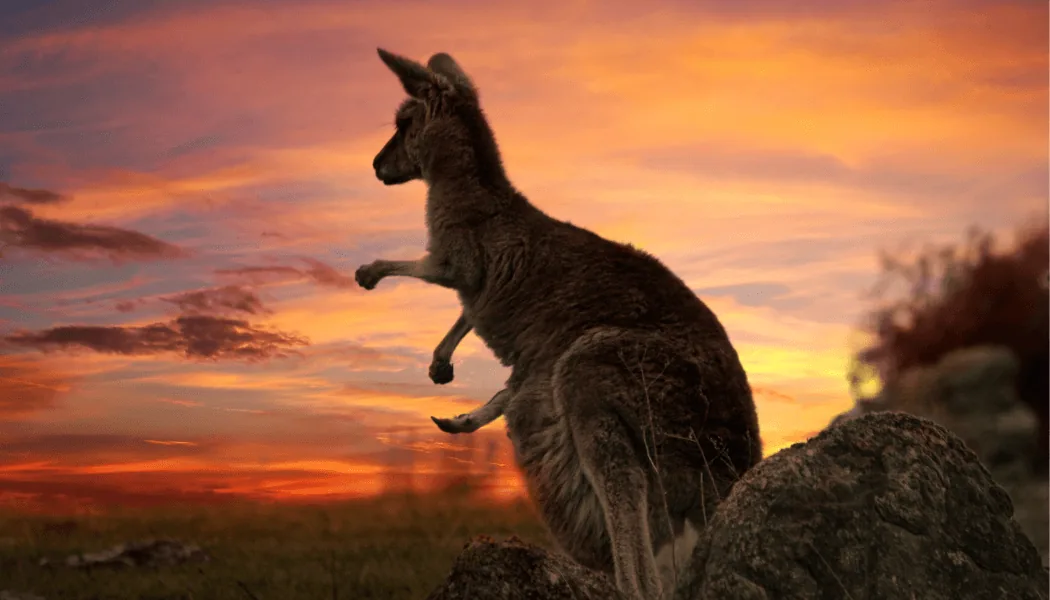 5 filme australiene pe Netflix în 2023